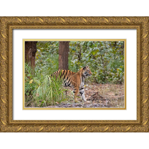 India-Madhya Pradesh-Bandhavgarh National Park Young female Bengal tiger stretching Gold Ornate Wood Framed Art Print with Double Matting by Hopkins, Cindy Miller