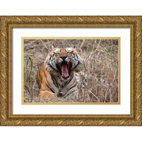 India-Madhya Pradesh-Bandhavgarh National Park Bengal tiger-endangered species Gold Ornate Wood Framed Art Print with Double Matting by Hopkins, Cindy Miller