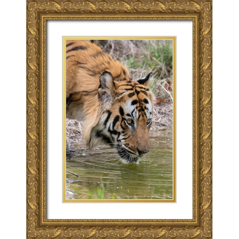 India-Madhya Pradesh-Bandhavgarh National Park Male Bengal tiger drinking from pond Gold Ornate Wood Framed Art Print with Double Matting by Hopkins, Cindy Miller