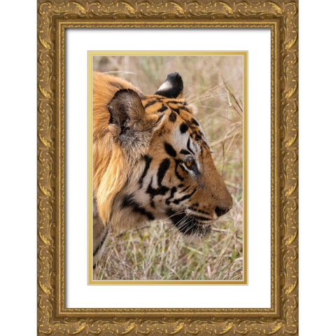 India-Madhya Pradesh-Bandhavgarh National Park Bengal tiger Gold Ornate Wood Framed Art Print with Double Matting by Hopkins, Cindy Miller