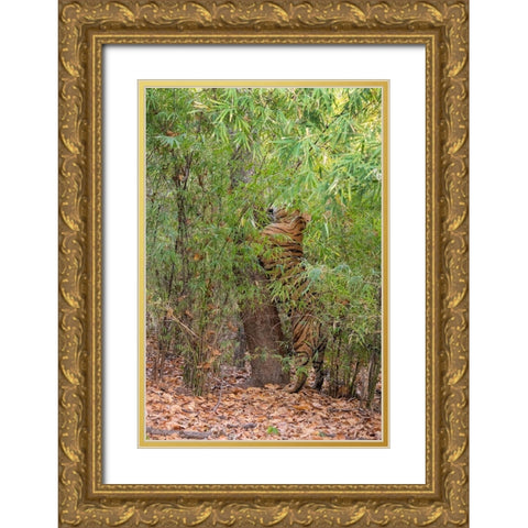 India-Madhya Pradesh-Bandhavgarh National Park Bengal tiger sent marking tree in bamboo habitat Gold Ornate Wood Framed Art Print with Double Matting by Hopkins, Cindy Miller