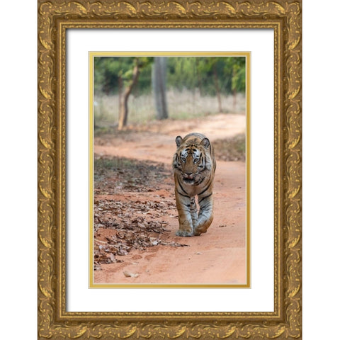 India-Madhya Pradesh-Bandhavgarh National Park Bengal tiger-endangered species Gold Ornate Wood Framed Art Print with Double Matting by Hopkins, Cindy Miller