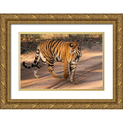 India-Madhya Pradesh-Bandhavgarh National Park Mature female Bengal tiger-endangered species Gold Ornate Wood Framed Art Print with Double Matting by Hopkins, Cindy Miller