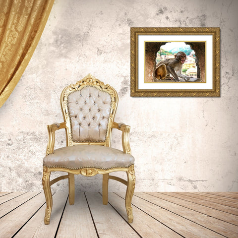 Jaipur-India-Monkey Temple-laughing Macaque Gold Ornate Wood Framed Art Print with Double Matting by Sienda, Jolly