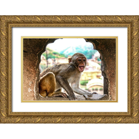 Jaipur-India-Monkey Temple-laughing Macaque Gold Ornate Wood Framed Art Print with Double Matting by Sienda, Jolly