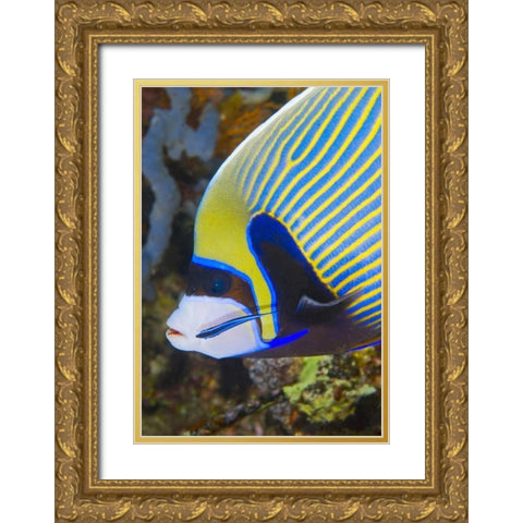 Indonesia, Komodo NP Angelfish being cleaned Gold Ornate Wood Framed Art Print with Double Matting by Shimlock, Jones