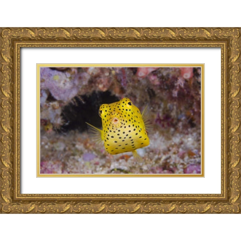 Indonesia, Komodo NP A juvenile boxfish Gold Ornate Wood Framed Art Print with Double Matting by Shimlock, Jones
