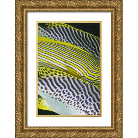 Indonesia, Komodo NP Banding on sweetlips fish Gold Ornate Wood Framed Art Print with Double Matting by Shimlock, Jones