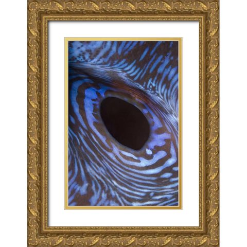 Indonesia, Komodo NP Giant tridacna clam Gold Ornate Wood Framed Art Print with Double Matting by Shimlock, Jones