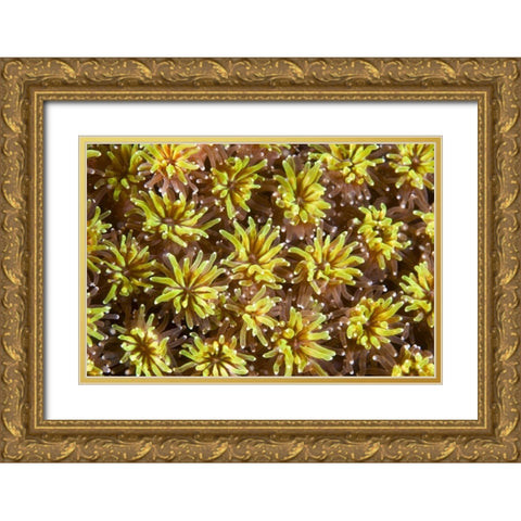 Indonesia, Komodo NP Tentacles of polyps Gold Ornate Wood Framed Art Print with Double Matting by Shimlock, Jones