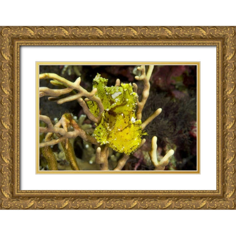 Indonesia, Komodo NP Sailfin leaffish in coral Gold Ornate Wood Framed Art Print with Double Matting by Shimlock, Jones