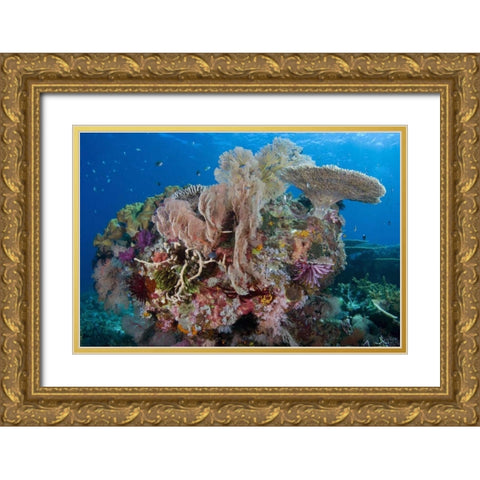 Indonesia, Komodo NP Protected coral reef Gold Ornate Wood Framed Art Print with Double Matting by Shimlock, Jones