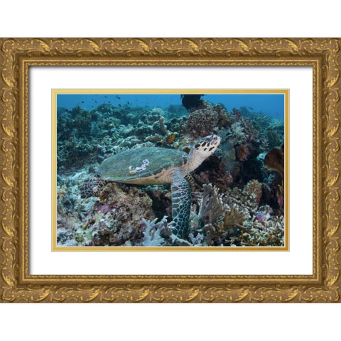 Indonesia, Komodo NP Green turtle over coral Gold Ornate Wood Framed Art Print with Double Matting by Shimlock, Jones