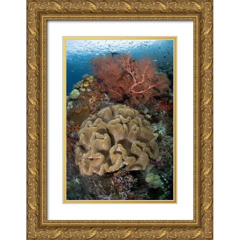 Indonesia Pristine coral reef off Misool Island Gold Ornate Wood Framed Art Print with Double Matting by Shimlock, Jones