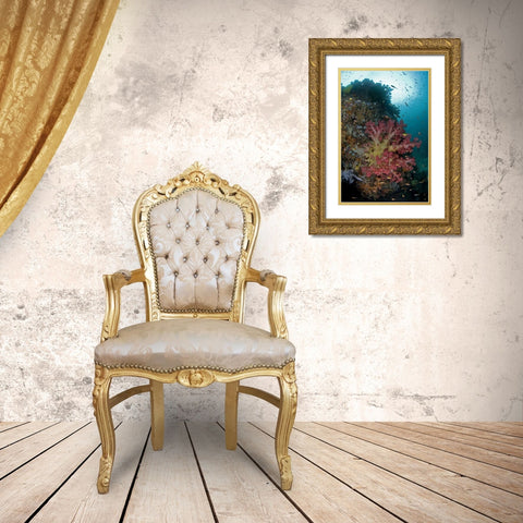 Indonesia, Triton Bay Soft coral on a boulder Gold Ornate Wood Framed Art Print with Double Matting by Shimlock, Jones