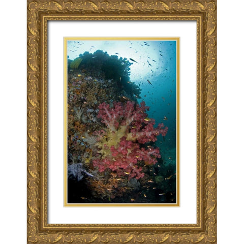 Indonesia, Triton Bay Soft coral on a boulder Gold Ornate Wood Framed Art Print with Double Matting by Shimlock, Jones
