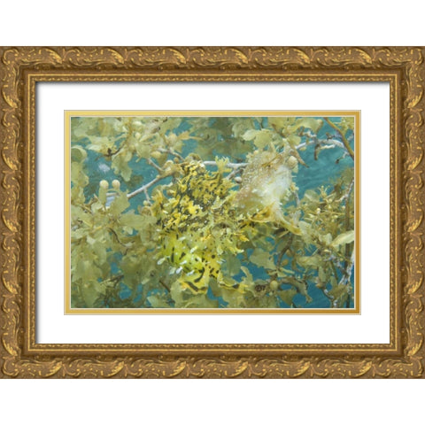 Indonesia, Papua, Fakfak Frogfish camouflaged Gold Ornate Wood Framed Art Print with Double Matting by Shimlock, Jones