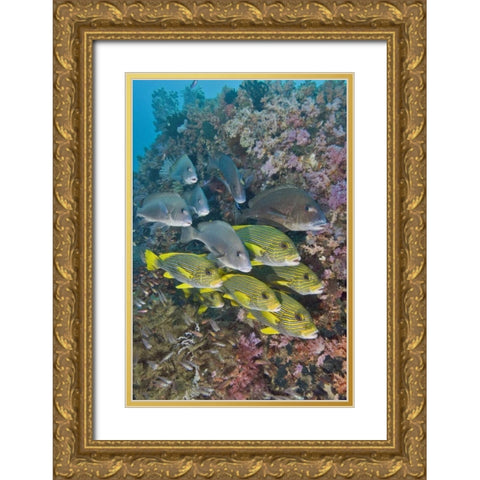 Indonesia,Triton Bay Schooling fish and coral Gold Ornate Wood Framed Art Print with Double Matting by Shimlock, Jones