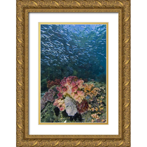Indonesia, Triton Bay School of silversides fish Gold Ornate Wood Framed Art Print with Double Matting by Shimlock, Jones