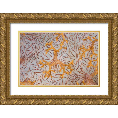Indonesia, Papua Detail of a soft coral polyps Gold Ornate Wood Framed Art Print with Double Matting by Shimlock, Jones