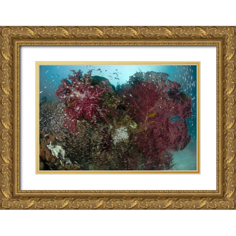 Indonesia, Papua Reef panorama of soft coral Gold Ornate Wood Framed Art Print with Double Matting by Shimlock, Jones