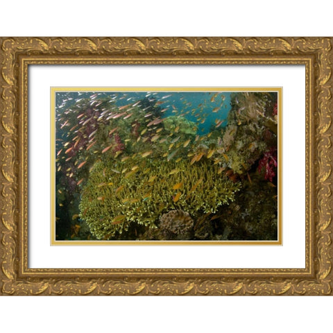 Indonesia Reef panorama of corals and fish Gold Ornate Wood Framed Art Print with Double Matting by Shimlock, Jones