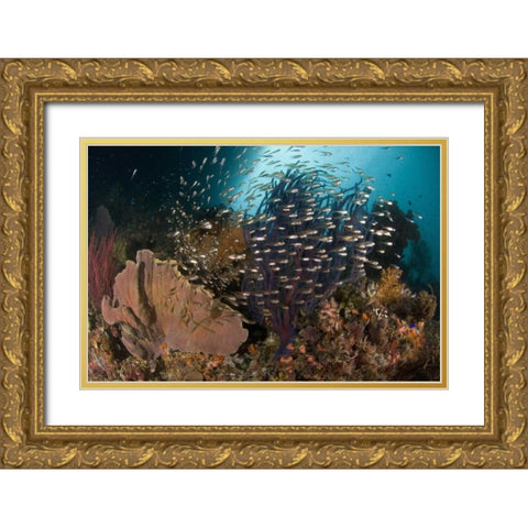 Indonesia Corals and glassy cardinalfish Gold Ornate Wood Framed Art Print with Double Matting by Shimlock, Jones
