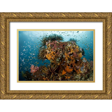 Indonesia, Papua Reef scenic with coral and fish Gold Ornate Wood Framed Art Print with Double Matting by Shimlock, Jones