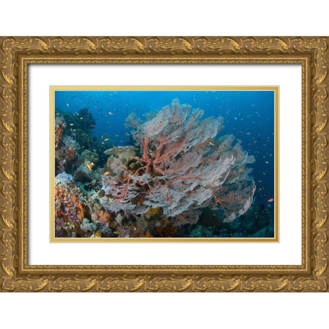 Indonesia, Papua Reef with large seafan and Fish Gold Ornate Wood Framed Art Print with Double Matting by Shimlock, Jones
