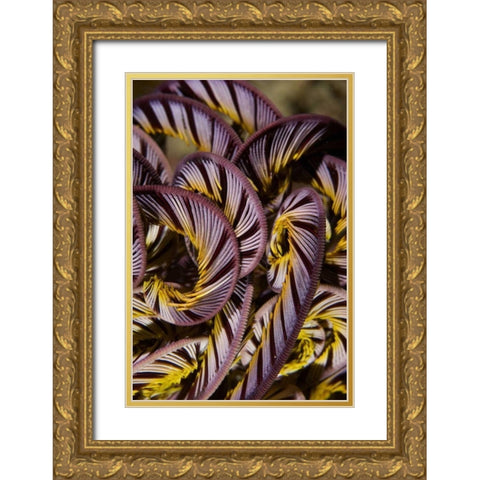 Indonesia, Misool Island Detail of a crinoid Gold Ornate Wood Framed Art Print with Double Matting by Shimlock, Jones