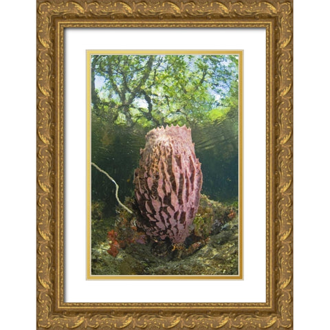 Indonesia, Misool Isl Barrel spong in mangrove Gold Ornate Wood Framed Art Print with Double Matting by Shimlock, Jones