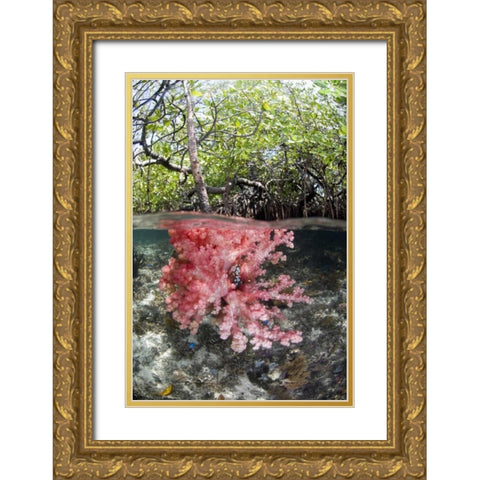 Indonesia, Misool Islands Coral amid mangroves Gold Ornate Wood Framed Art Print with Double Matting by Shimlock, Jones