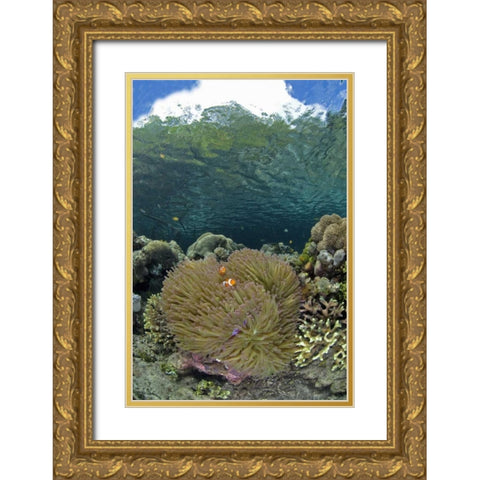 Indonesia Coral grows near surface in mangrove Gold Ornate Wood Framed Art Print with Double Matting by Shimlock, Jones