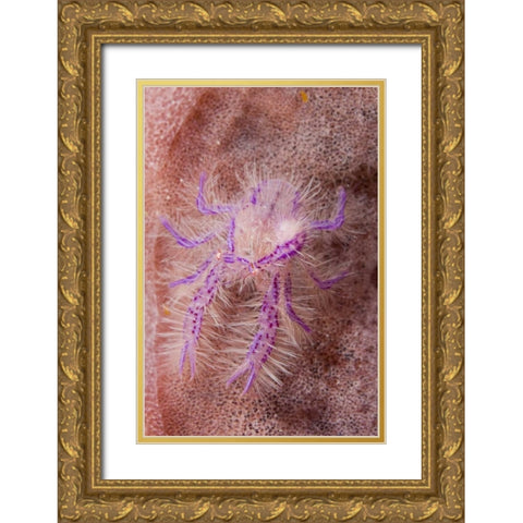 Indonesia Squat lobster and barrel sponges Gold Ornate Wood Framed Art Print with Double Matting by Shimlock, Jones