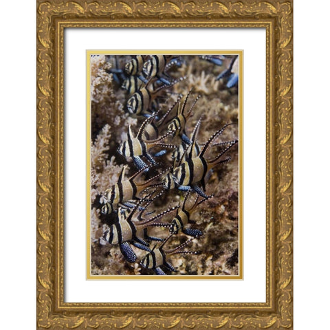 Indonesia, Sulawesi, Banggai cardinalfish Gold Ornate Wood Framed Art Print with Double Matting by Shimlock, Jones