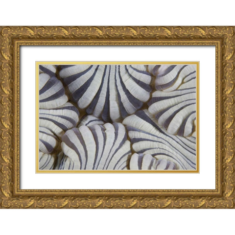 Indonesia, Lembeh Straits Sea anemone mouth Gold Ornate Wood Framed Art Print with Double Matting by Shimlock, Jones