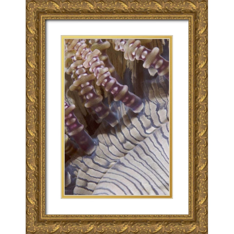 Indonesia, Ringed tentacles of an anemone Gold Ornate Wood Framed Art Print with Double Matting by Shimlock, Jones
