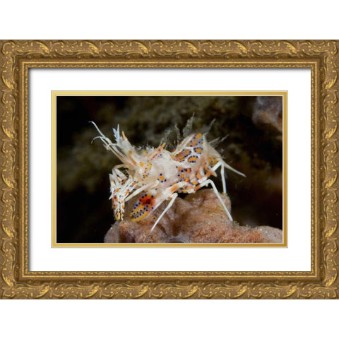 Indonesia, Sulawesi Island Tiny tiger shrimp Gold Ornate Wood Framed Art Print with Double Matting by Shimlock, Jones