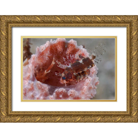 Indonesia Zebra fish atop a tube sponge Gold Ornate Wood Framed Art Print with Double Matting by Shimlock, Jones