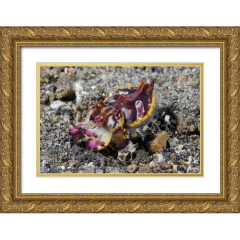 Indonesia, A Pfeffers flamboyant cuttlefish Gold Ornate Wood Framed Art Print with Double Matting by Shimlock, Jones