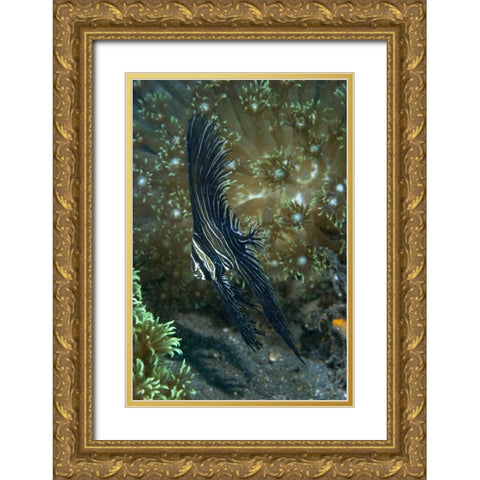 Indonesia Sulawesi Isl, Zebra batfish amid coral Gold Ornate Wood Framed Art Print with Double Matting by Shimlock, Jones
