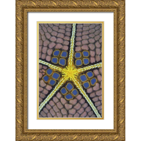 Indonesia, Sulawesi Isl Pentagon sea star Gold Ornate Wood Framed Art Print with Double Matting by Shimlock, Jones