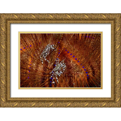 Indonesia Zebra crabs on sea urchins Gold Ornate Wood Framed Art Print with Double Matting by Shimlock, Jones