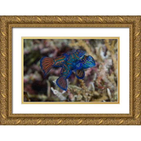 Indonesia, Sulawesi Island Mandarinfish mating Gold Ornate Wood Framed Art Print with Double Matting by Shimlock, Jones