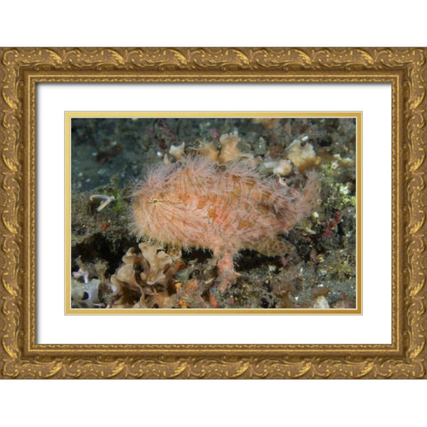 Indonesia, Lembeh Straits An anglerfish profile Gold Ornate Wood Framed Art Print with Double Matting by Shimlock, Jones