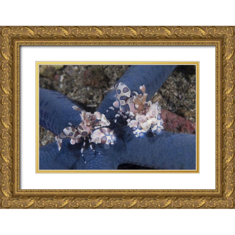 Indonesia, Lembeh Straits Harlequin shrimp Gold Ornate Wood Framed Art Print with Double Matting by Shimlock, Jones
