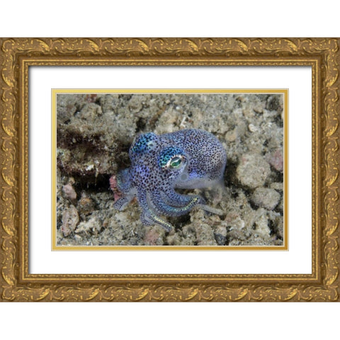 Indonesia Bobtail squid burrows into sea floor Gold Ornate Wood Framed Art Print with Double Matting by Shimlock, Jones