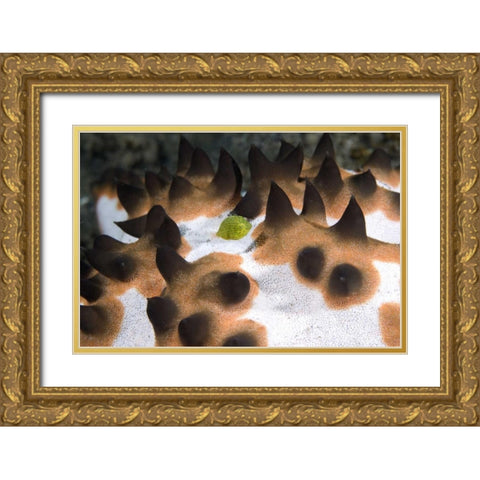 Indonesia, Green juvenile surgeonfish hides Gold Ornate Wood Framed Art Print with Double Matting by Shimlock, Jones