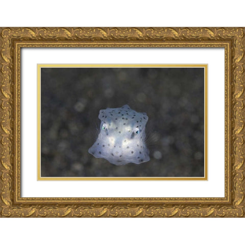 Indonesia, Sulawesi Island, Juvenile boxfish Gold Ornate Wood Framed Art Print with Double Matting by Shimlock, Jones