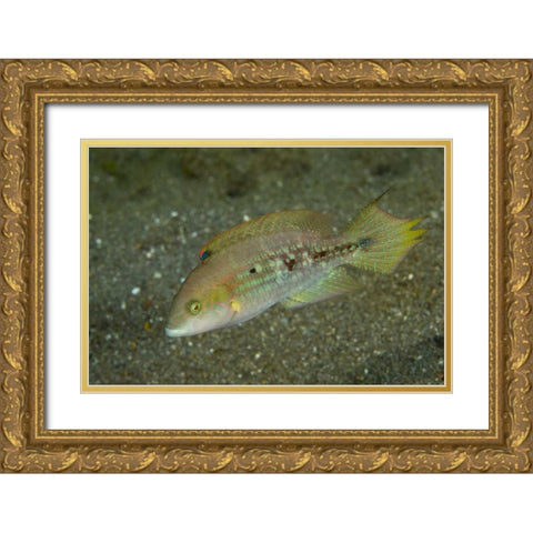 Indonesia, Sulawesi Island Parrotfish swimming Gold Ornate Wood Framed Art Print with Double Matting by Shimlock, Jones